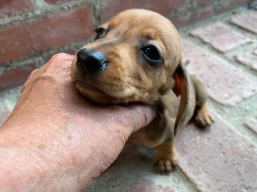 格安犬と里親募集犬の子犬販売