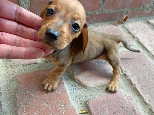 格安犬と里親募集犬の子犬販売
