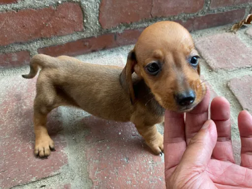 格安犬と里親募集犬の子犬販売