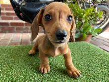 ミニチュア・ダックスフンド / スムースコート