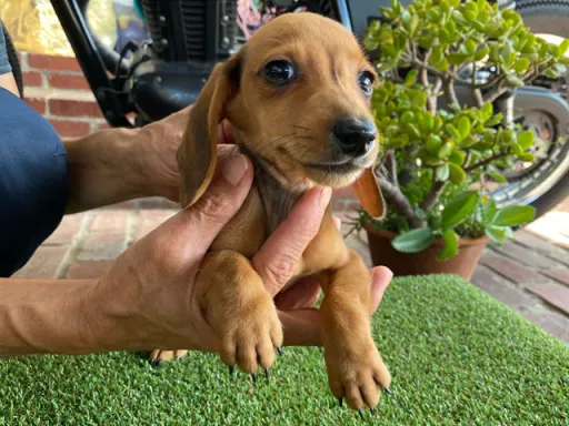 格安犬と里親募集犬の子犬販売