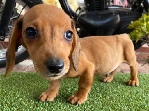 格安犬と里親募集犬の子犬販売