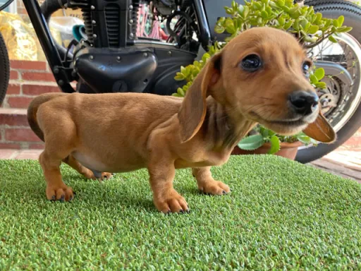 格安犬と里親募集犬の子犬販売