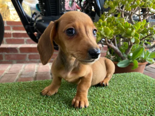 ミニチュア・ダックスフンド / スムースコートのサムネイル画像5