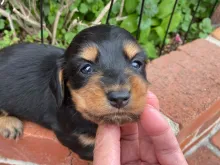 ミニチュア・ダックスフンド / ロングコート