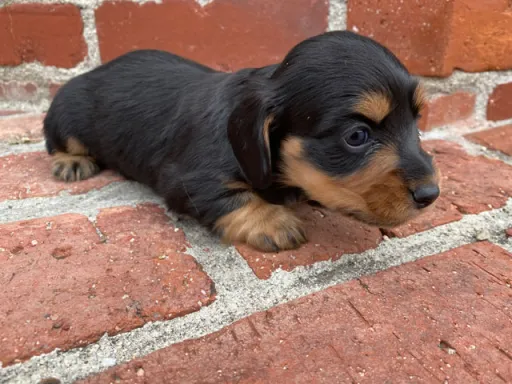 ダックスフンドの子犬販売