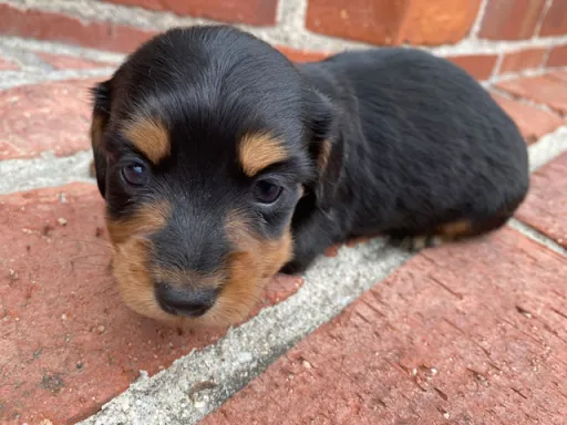 ダックスフンドの子犬販売