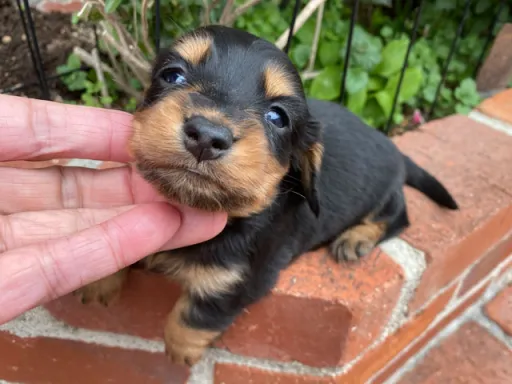 ダックスフンドの子犬販売