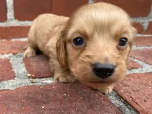 ミニチュア・ダックスフンド / ロングコート