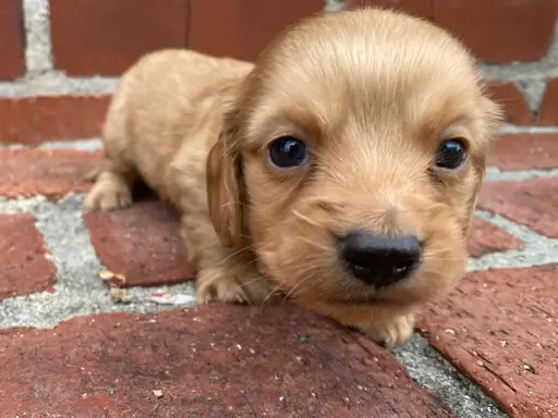 ダックスフンドの子犬販売