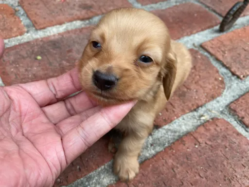 ダックスフンドの子犬販売