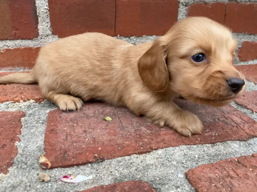 ダックスフンドの子犬販売