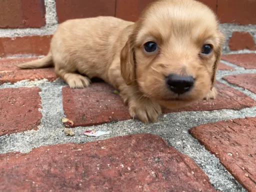 ダックスフンドの子犬販売