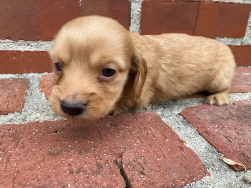 ダックスフンドの子犬販売