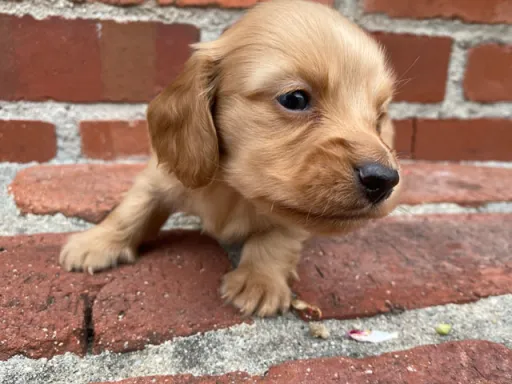 ダックスフンドの子犬販売