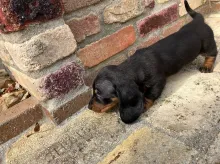 ミニチュア・ダックスフンド / スムース