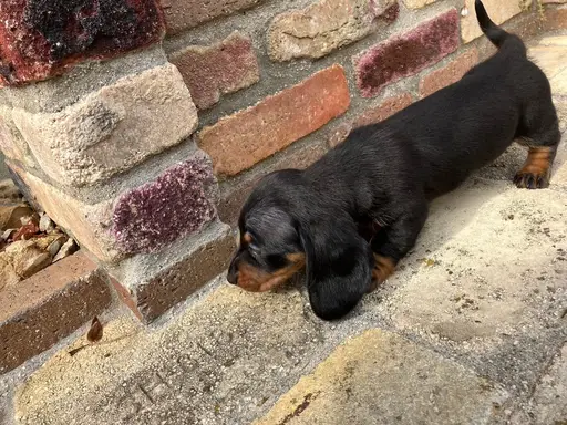 ダックスフンドの子犬販売