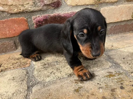 ダックスフンドの子犬販売