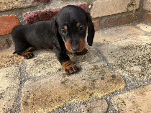 ダックスフンドの子犬販売