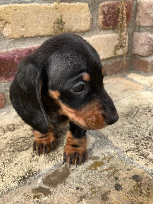 ダックスフンドの子犬販売