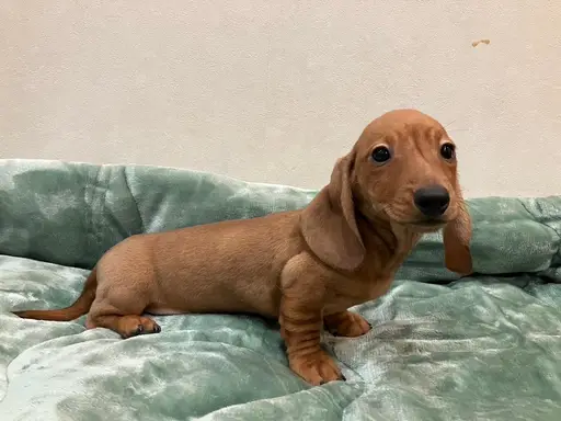ダックスフンドの子犬販売