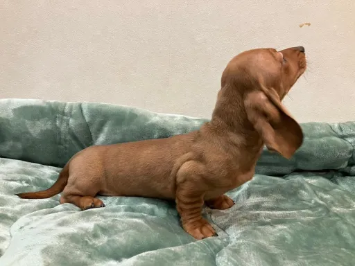 ダックスフンドの子犬販売