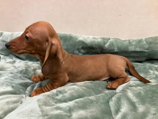 ダックスフンドの子犬販売