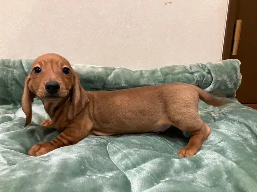 ダックスフンドの子犬販売