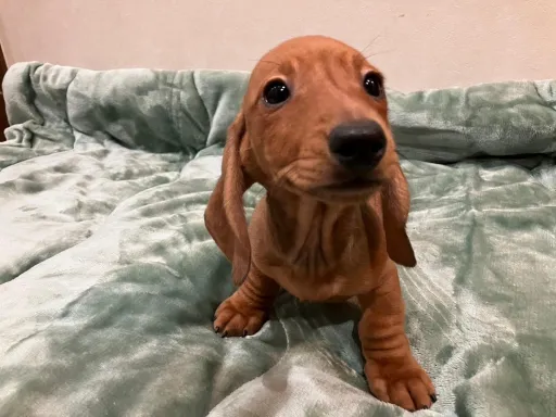 ダックスフンドの子犬販売