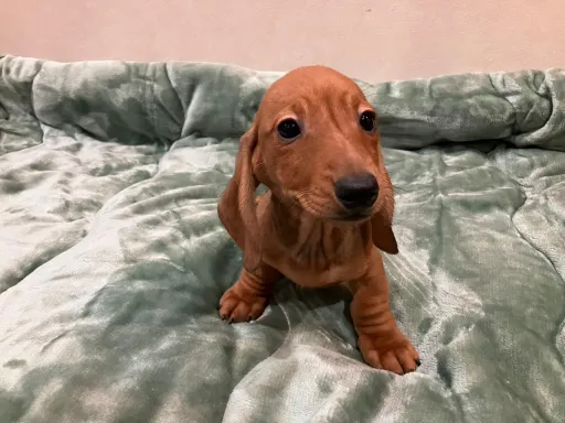ダックスフンドの子犬販売