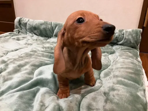 ダックスフンドの子犬販売