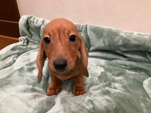 ダックスフンドの子犬販売