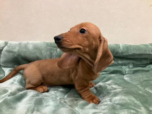 ダックスフンドの子犬販売