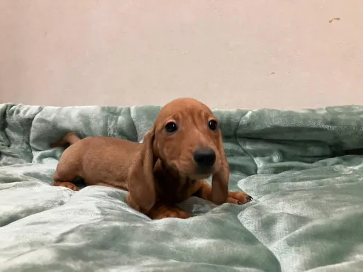 ダックスフンドの子犬販売