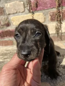 ミニチュア・ダックスフンド / スムース