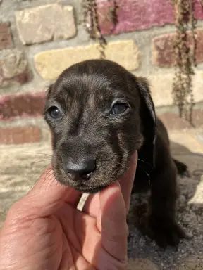 ダックスフンドの子犬販売