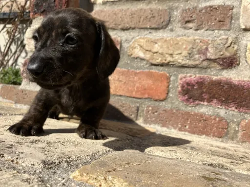 ダックスフンドの子犬販売