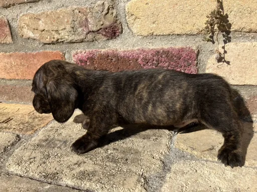 ダックスフンドの子犬販売