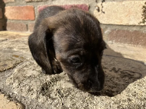 ダックスフンドの子犬販売