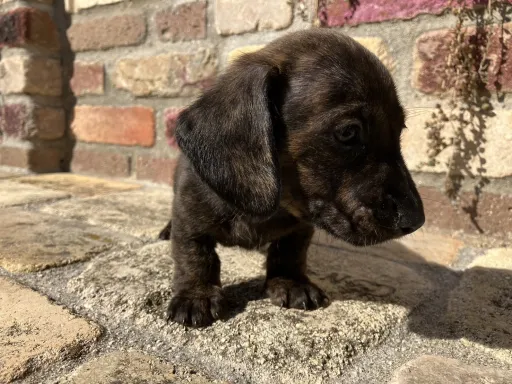 ダックスフンドの子犬販売