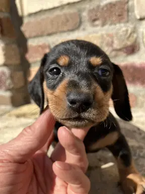 ダックスフンドの子犬販売