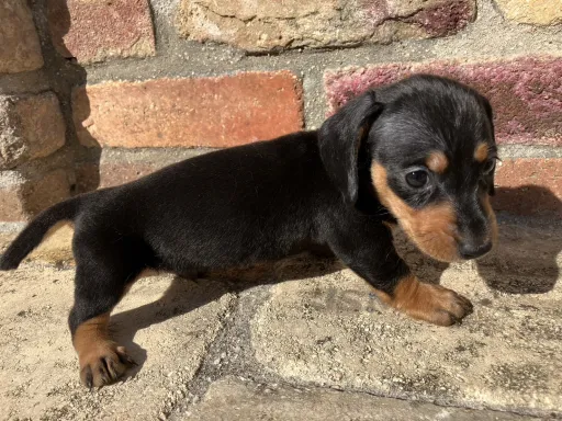 ダックスフンドの子犬販売