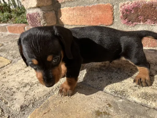 ダックスフンドの子犬販売