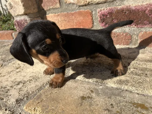 ダックスフンドの子犬販売