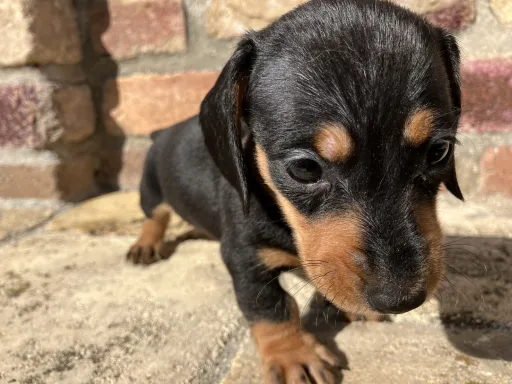 ダックスフンドの子犬販売