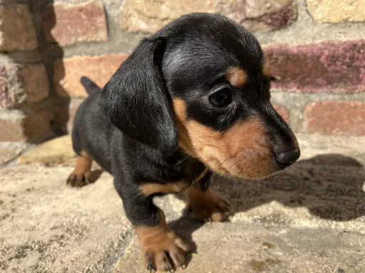 ダックスフンドの子犬販売