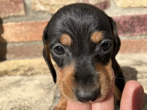 ダックスフンドの子犬販売