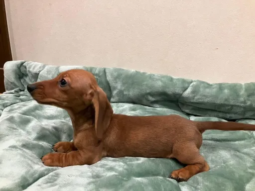 ダックスフンドの子犬販売