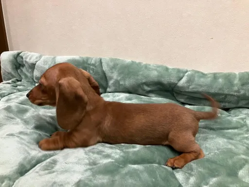 ダックスフンドの子犬販売