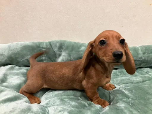 ダックスフンドの子犬販売
